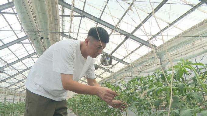 いつもと暑さ違うけど、おいしいトマト期待して 北陸最大の産地 小松市のトマト生産者も暑さ対策　|　石川県のニュース｜MRO北陸放送