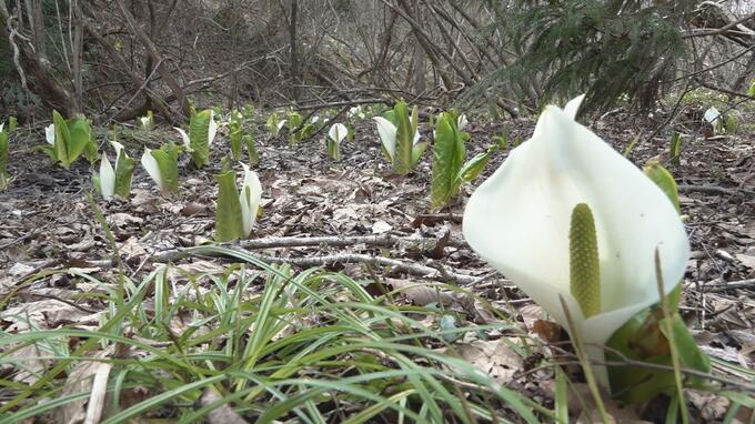 国道338号沿いの湿地帯に『約100株』　“春を告げる”白い可憐な花「ミズバショウ」　『変わらぬ美しさ』見頃に　|　青森のニュース│ATV NEWS│青森テレビ