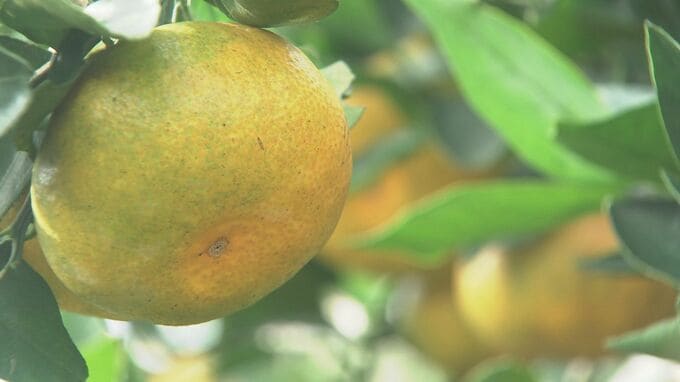 おいしいみかんの見分け方は“へそ”　みかん狩りシーズン到来　|　大分のニュース｜OBS NEWS｜大分放送