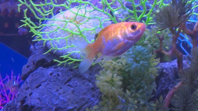 38種類およそ1000匹が幻想的に泳ぐ　沖縄ライカムで「沖縄金魚ミュージアム」開催|TBS NEWS DIG
