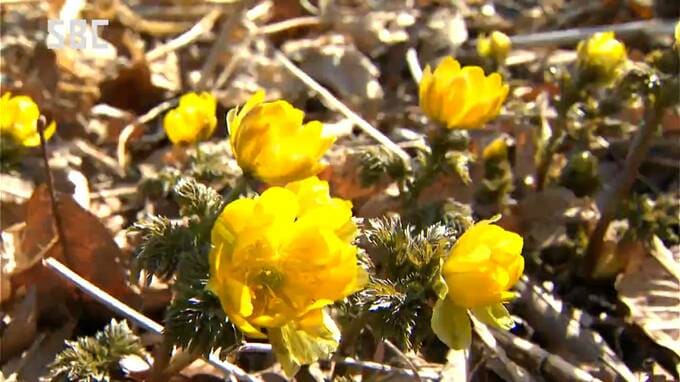 二十四節気の「啓蟄」　松本市四賀地区ではフクジュソウが見ごろに　1.5ヘクタールの斜面に50万株|TBS NEWS DIG