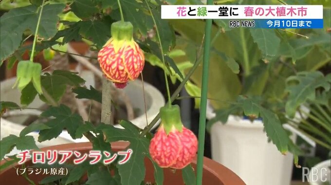 沖縄市で恒例の「春の大植木市」　ブラジル原産の植物“チロリアンランプ”に注目集まる|TBS NEWS DIG