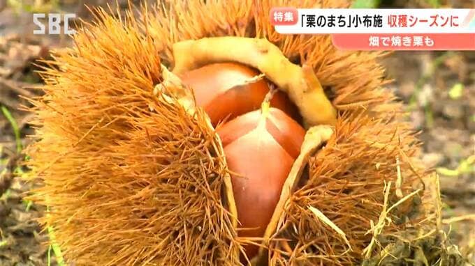 「栗のまち」で栗三昧！栗田さんが丹精込めて育てる栗　猛暑の影響も？栗の収穫が本格化　江戸時代には将軍家に献上！栗の産地として知られる小布施町　新栗の季節だけの限定品！あの人気スイーツが今年も登場　長野　|　SBC NEWS | 長野のニュース | SBC信越放送