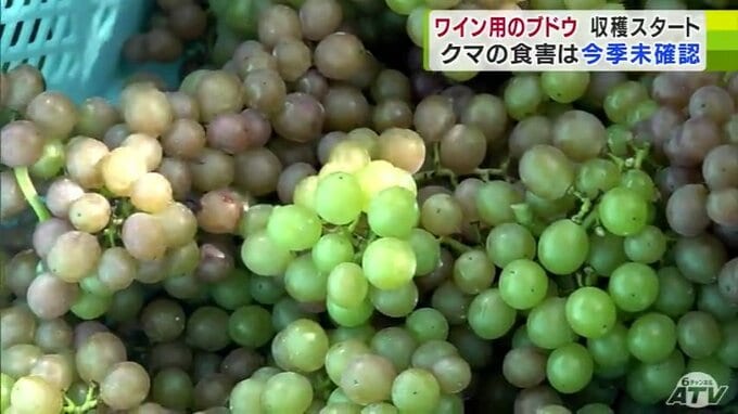 昨シーズンに約3トンのクマの食害を受けた農場で「ワイン用ブドウ」の収穫始まる　電気柵など対策を進め2024年は被害なし　約40トンの収穫を見込む|TBS NEWS DIG