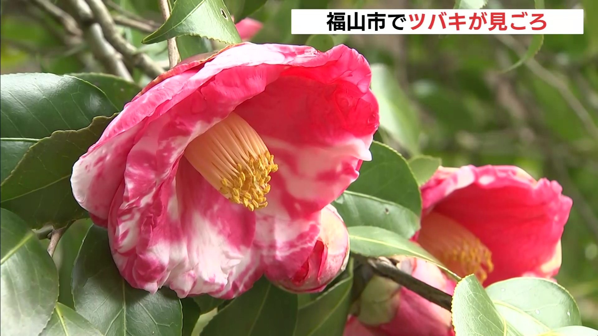 種類がこんなにたくさんあるとは・・・」 平家谷つばき園のツバキの