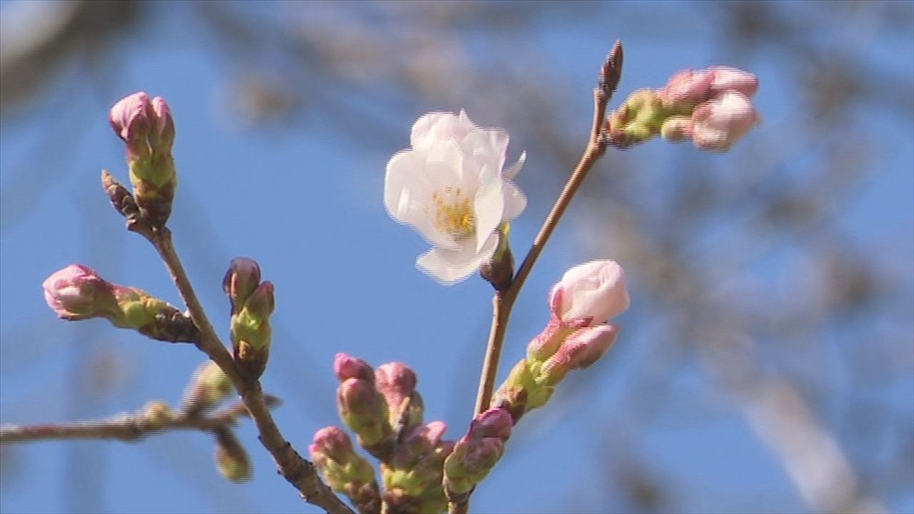 2月下旬は平年と比べて6度くらい高かった」甲府でサクラ、サク 観測