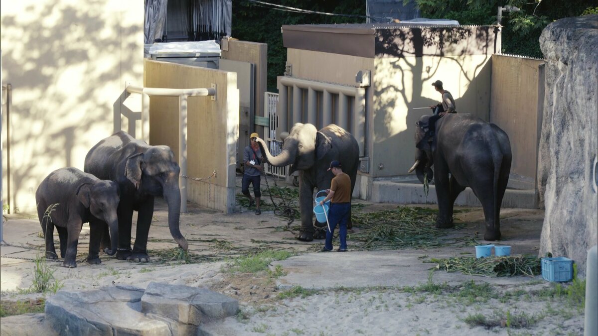 動物園に4頭のゾウがやってきた！ 全面公開は10月末ごろ予定も離れ