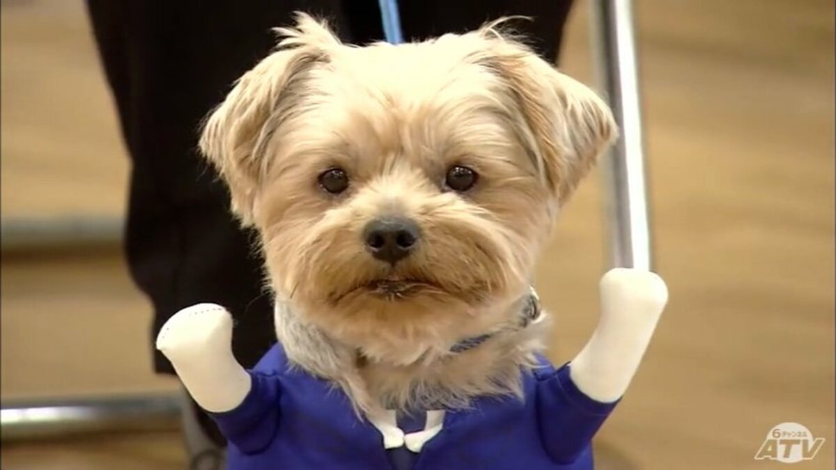 ワンダフルな活躍 警察が小型犬を表彰 警察コスで笑顔作りに貢献 Tbs News Dig 1ページ