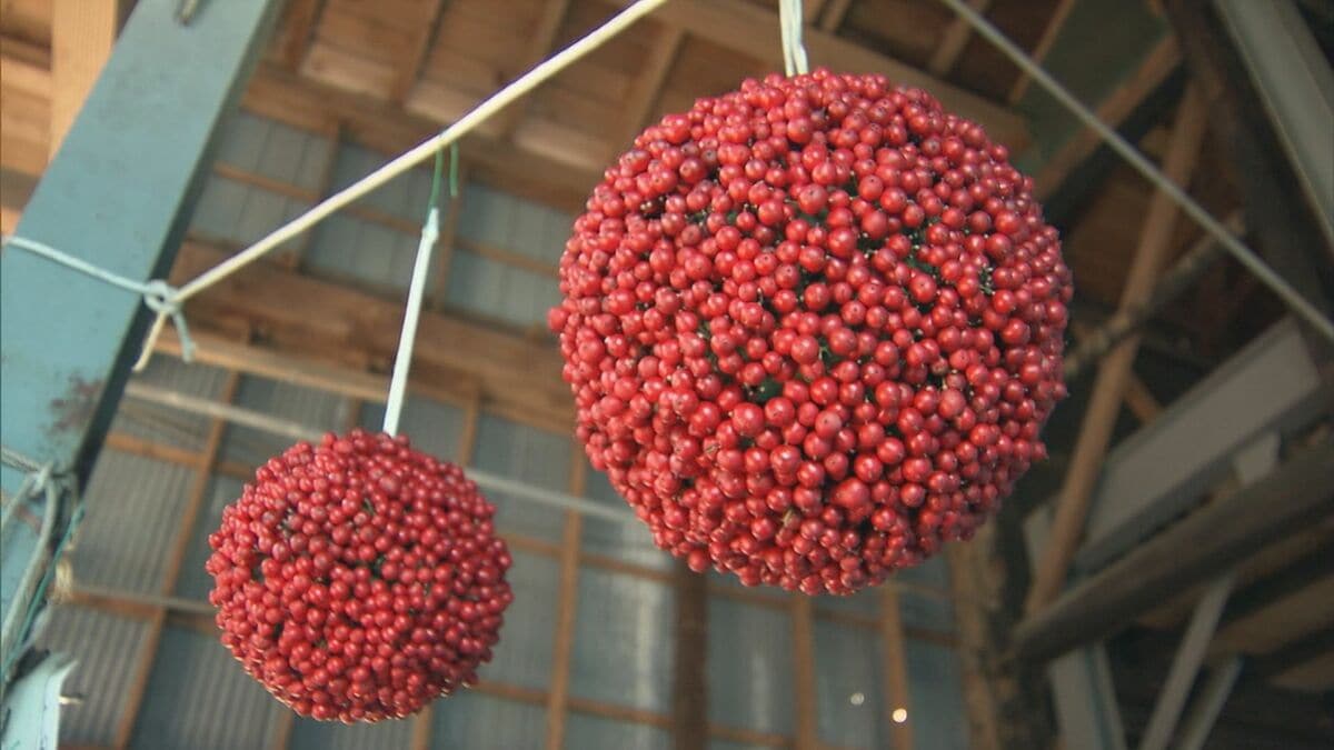 ⑨☆赤い実がなる☆容姿が良くて立派に育った☆南天☆難を転ずる縁起の良い常緑低木☆ ⑨☆赤い実がなる☆容姿が良くて立派に育った☆