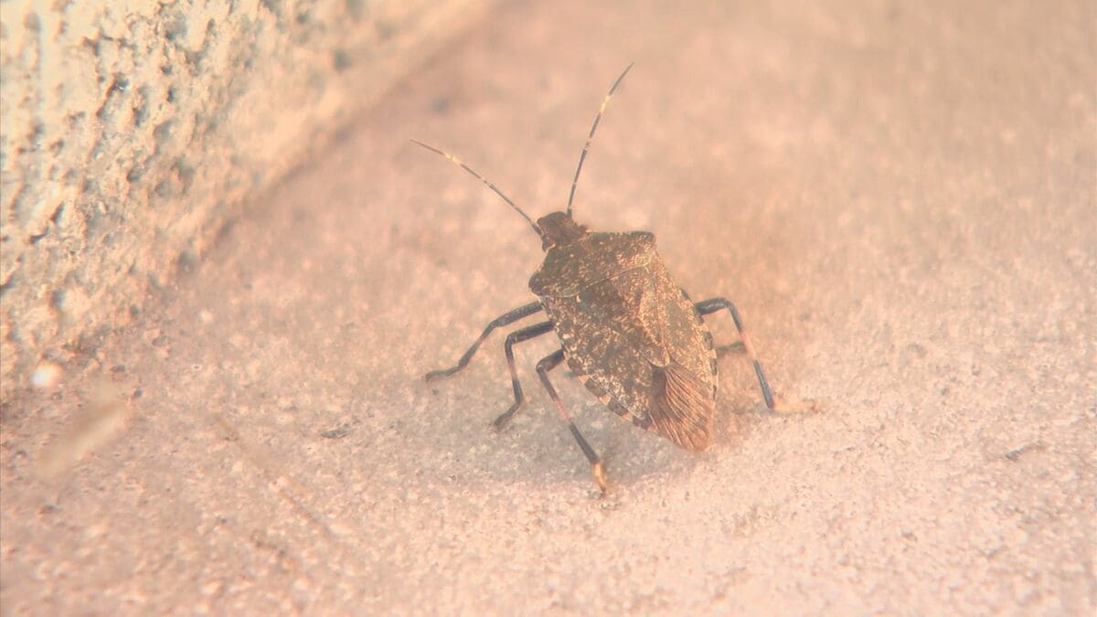 カメムシ」大量発生 鳥取県が対策…予備費1500万円で緊急防除へ