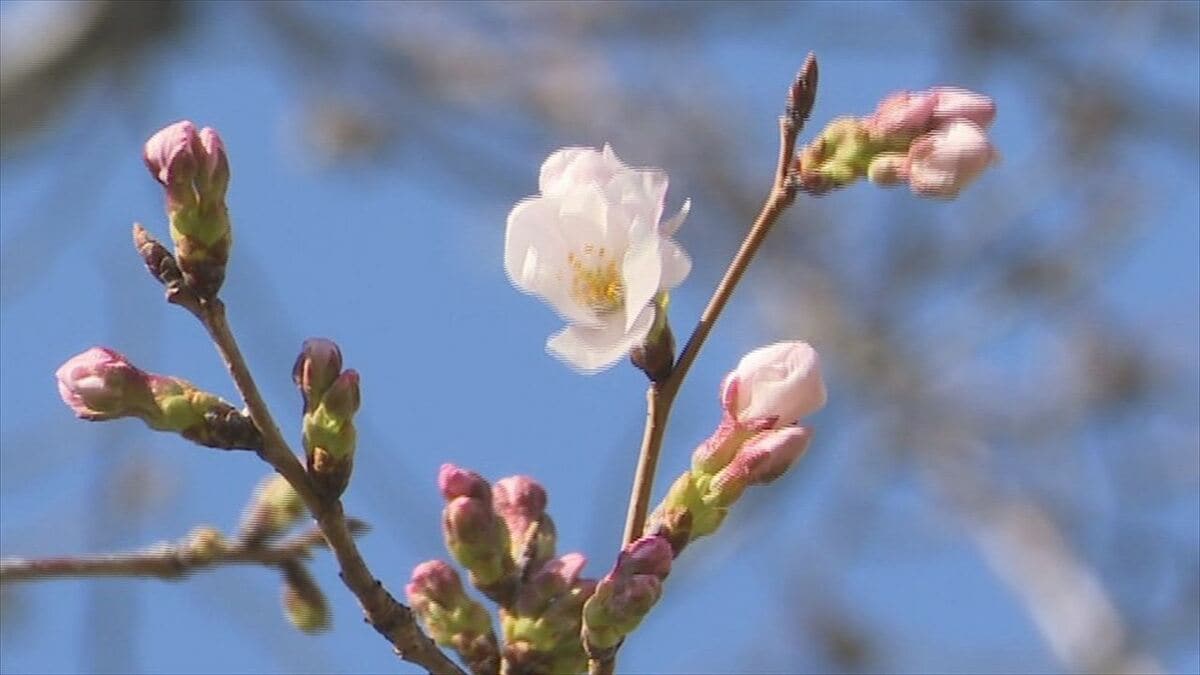 「2月下旬は平年と比べて6度くらい高かった」甲府でサクラ、サク　観測史上最も早く　全国トップタイの開花
