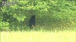 軽乗用車とクマが衝突する事故 前日に多数の目撃情報あった個体と同一か 宮城・登米市|TBS NEWS DIG