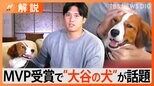 「大谷さんの犬かわいすぎ」犬種はコーイケルホンディエ、いつから一緒?いま何歳?【Nスタ解説】|TBS NEWS DIG