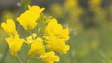 2500万本の菜の花がまもなく見頃 自家製の菜種油を使ったパスタも登場 大分 | 大分のニュース|OBS NEWS|大分放送