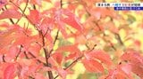 深まる秋 八幡平は紅葉シーズン到来 アスピーテライン中間あたりではナナカマドやミネザクラが赤く色づく 岩手|TBS NEWS DIG