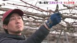 「これで枝の強さが決まる」 “黒い真珠” 三次ピオーネ せん定作業　広島　|　RCC NEWS | 広島ニュース | RCC中国放送