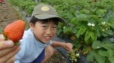 子どもたちがイチゴ農園で校外学習　歴史ある特産品の魅力学ぶ「給食食べられないかも！」最後はイチゴ狩りを堪能　北海道比布町|TBS NEWS DIG