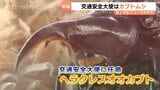 なぜ？ヘラクレスオオカブトが“交通安全大使”に 評価されたのはその動き…任期は”夏の終わり”まで|TBS NEWS DIG