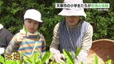 新茶の季節 小学生が茶摘み体験 熊本・天草市|TBS NEWS DIG