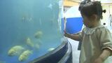 休館中の新屋島水族館の生きものが楽しめる「市場水族館」 高松市中央卸売市場にオープン【香川】|TBS NEWS DIG