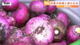 皮は真っ赤で中は真っ白! 児童が伝統野菜 "温海かぶ" の収穫と漬物作りに挑戦!(山形・鶴岡市) | 山形のニュース│TUYテレビユー山形