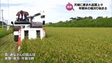 梅雨明け前ですが・・・串間市で早期米の稲刈りが始まる|TBS NEWS DIG