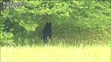 軽乗用車と衝突でクマ死ぬ 12日に目撃多数の個体と同一か 軽乗用車の2人もけが 宮城・登米市|TBS NEWS DIG