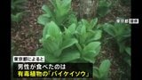 有毒植物「バイケイソウ」で食中毒　飲食店の客が一時入院　山菜「ウルイ」と思って調理|TBS NEWS DIG
