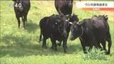自由に草を食べてすくすく 山頂の牧場で牛の放牧始まる 宮城・石巻市|TBS NEWS DIG