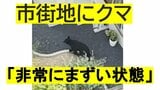 クマが変化「非常にまずい状態」市街地にクマが出没する理由を専門家が分析し見えた”クマの新しい生態” 「山にエサがない」のに「農作物が実る」ことも理由か(山形) | 山形のニュース│TUYテレビユー山形
