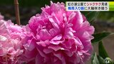 虹の湖公園で30種類約700株のシャクヤクが咲き競う 大輪の花々に「すごくすてき」 | 青森のニュース│ATV NEWS│青森テレビ