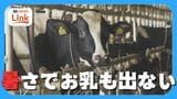 牛のお乳出ず パイナップルは日焼け「栽培にかけた2年間が…」猛暑が農畜産物に深刻な影響 | 沖縄のニュース|RBC 琉球放送