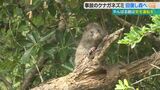 “ICUで治療”の天然記念物・ケナガネズミ 無事に森にかえる 治療後に野生に戻れたのは初|TBS NEWS DIG