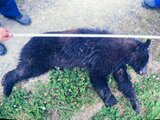 2日間でクマ目撃5件、1頭捕獲…猪苗代町で警戒続く　福島　|　福島のニュース│TUF
