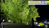 まさに「木の神様」日本一の大イチョウ“ビックイエロー”のライトアップはじまる　樹齢1000年超　青森県深浦町　　|　青森のニュース│ATV NEWS│青森テレビ