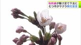 「桜前線」駆け足で北上！　青森県むつ市の「水源池公園」のサクラも開花！　下北半島にも“サクラの便り”届く|TBS NEWS DIG