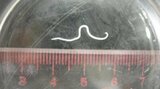 加熱調理用の生サケを誤って刺身で食べる 女性がアニサキスによる食中毒 | 山梨のニュース | UTYテレビ山梨