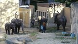 動物園に4頭のゾウがやってきた! 全面公開は10月末ごろ予定も離れた場所からは見ることが可能 福岡市動物園 | 福岡のニュース|RKB NEWS|RKB毎日放送