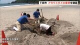伊豆半島では今年初 下田市でアカウミガメの産卵(静岡県) 下田市|TBS NEWS DIG