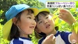 その美味しさに思わずパクパク! 青森県南部町の観光農園で「ブルーベリー狩り」はじまる 美味しくて地元園児たちもにっこり 夏休みにもぴったりの県内イベント|TBS NEWS DIG