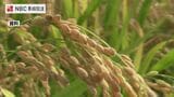 【県産米】9月予想から1700トン上乗せ 作況単収指数も「107」収穫量は前年を上回る見通し　|　長崎のニュース | 天気 | NBC長崎放送