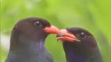 雄が雌に餌を与える“求愛給餌”の瞬間も 「愛鳥週間」にあわせ野鳥の写真展 14日まで【岡山】|TBS NEWS DIG