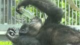 好物の「ナッツのはちみつ漬け」豪快にラッパ飲み 動物の合同バースデー |TBS NEWS DIG