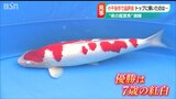 「自分の作った芸術の見せ合い大会」世界が惚れ込む新潟県のシンボル“泳ぐ宝石”錦鯉の品評会 | 新潟のニュース・天気|BSN NEWS|BSN新潟放送