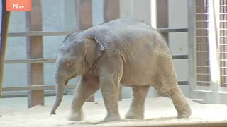 アメリカ・ワシントンの動物園でアジアゾウの赤ちゃん一般公開　この動物園で絶滅危惧種指定のアジアゾウ誕生は25年ぶり　生後2か月で体重200キロ超え　名前は「リン・マイ」| TBS CROSS DIG with Bloomberg