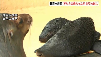 桂浜水族館 アシカの赤ちゃんがお引っ越し | 高知のニュース・天気