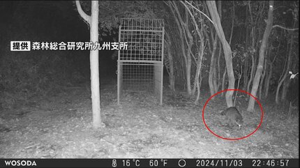 可愛い顔して凶暴！？特定外来生物「アライグマ」が熊本・立田山で初
