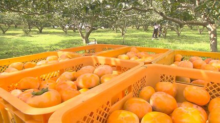 豊の七瀬柿」の収穫最盛期 種がなく果肉がやわらかいのが特徴 60トンを