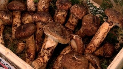 高梁市の直売所に「マツタケ」ずらり 岡山県産は平年並み100グラム4000