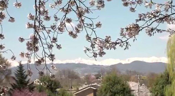 桜と雪化粧した北アルプスも…真田十万石の城下町・長野市の松代城跡で約100本の桜が満開！13日までライトアップ「夜桜」も　|　SBC NEWS | 長野のニュース | SBC信越放送